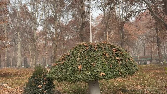 Autumn in Kashmir with vibrant red Chinar leaves and chinar big trees across Naseem Bagh in Hazratbal Dargah showcasing the beauty of Srinagar destination in Jammu and Kashmir. Clip 1