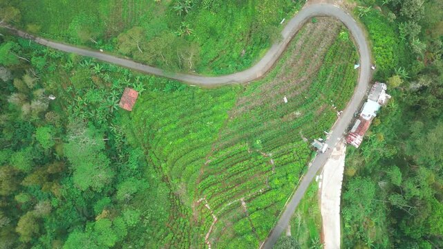 Tea plant