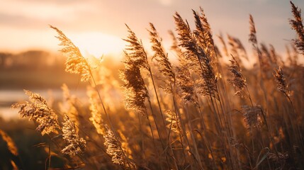 Golden Reeds Swaying in Warm Sunset Light by a Serene Lake.