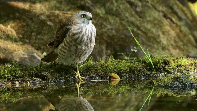 Shikra near the pond in forest of Tamhini