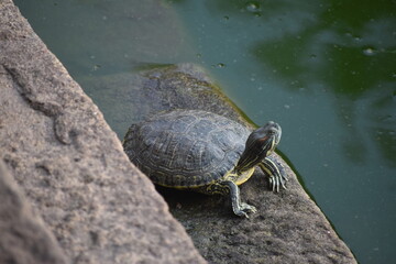 Obraz premium A turtle resting on a rock near the edge of a body of water