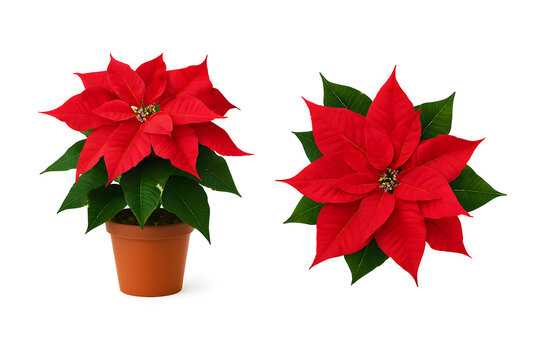 Two red poinsettia plant isolated on white background