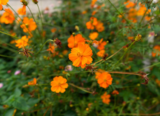 orange flowers in the garden