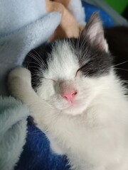 A black-and-white kitten sleeps peacefully on a soft blanket, eyes closed and pink nose relaxed. The close-up shot captures a warm, cozy, and tender moment of pure innocence.