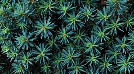 Dense Cluster of Blue-Green Juniper Needles and Foliage Top View