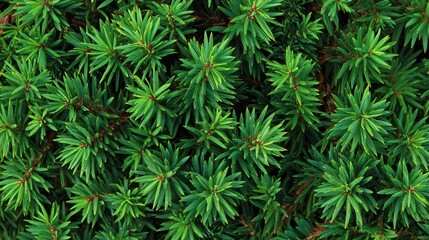 Vibrant Green Juniper Needle Foliage Dense Cluster Nature Background