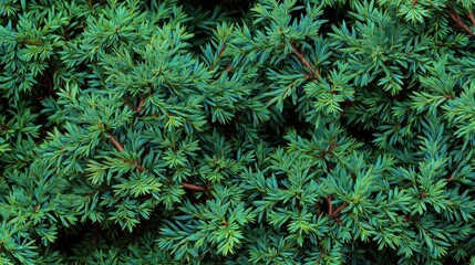 Close Up of Juniper Bush Branches and Textured Green Foliage