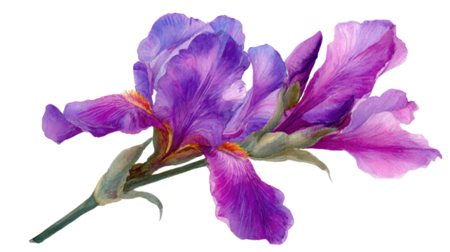 Purple iris flower with elegant petals and vibrant natural beauty presented in detailed botanical form isolated on white background