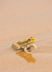 The frog sits on the sand on the shore of the lake. Beautiful wildlife landscape with place for text. The concept of protecting wildlife and ecology.