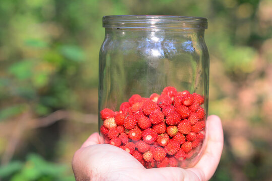 Hand Holding Jar of Fresh Wild Strawberries in Forest
