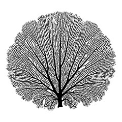 Intricate Black and White Illustration of a Branching Tree-Like Structure © Sakila