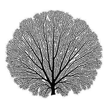 Intricate Black and White Illustration of a Branching Tree-Like Structure