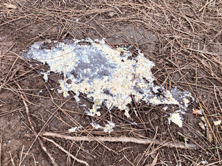 A hiker's vomit on the trail soil, possibly caused by illness or exhaustion during the climb.