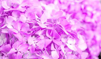 Obraz premium Lilac flowers close up. Bouquet of purple flowers. City flower beds, a beautiful and well-groomed garden with flowering bushes.