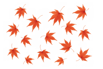 Falling red and orange maple leaves creating an autumnal pattern, scattered botanical elements with a transparent background