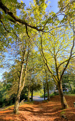 Fototapeta premium sunlit woodland path under tall canopy with warm leaf litter. dappled light through branches, soft earthy floor, inviting hike