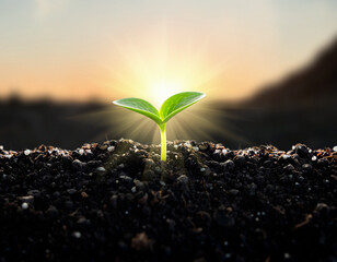 Small Green Seedling Growing in Soil with Sunrise Light – Nature Growth and Environmental Sustainability Concept