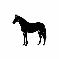 Majestic black horse standing in profile on a white background.