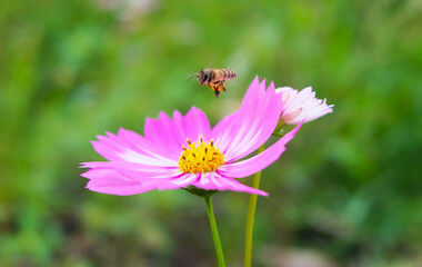 Bees are looking for nectar from flowers.