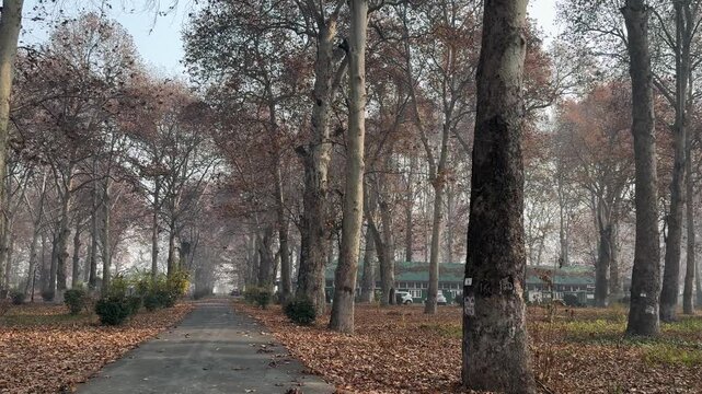 Autumn in Kashmir with vibrant red Chinar leaves and chinar big trees across Naseem Bagh in Hazratbal Dargah showcasing the beauty of Srinagar destination in Jammu and Kashmir. Clip 4