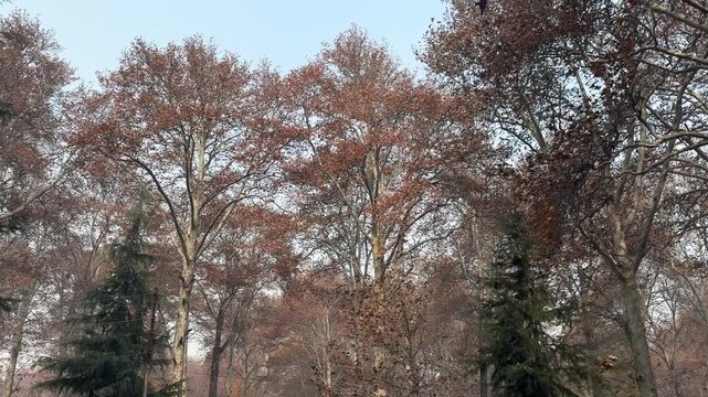 Autumn in Kashmir with vibrant red Chinar leaves and chinar big trees across Naseem Bagh in Hazratbal Dargah showcasing the beauty of Srinagar destination in Jammu and Kashmir. Clip 11