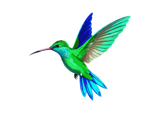 A tropical hummingbird in flight with outstretched wings, a colorful illustration on a white background