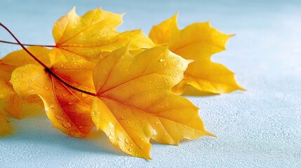 Close-up of vibrant yellow maple leaves with water droplets, arranged on a light blue textured surface, evoking autumn and freshness.