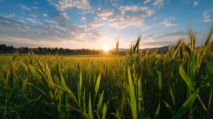Lush green wheat field stalks against a bright golden sunset sky over distant town