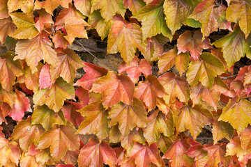 Autumn ivy leaves creating a colorful background on a stone wall, showing seasonal change and natural beauty