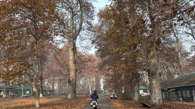 Autumn in Kashmir with vibrant red Chinar leaves and chinar big trees across Naseem Bagh in Hazratbal Dargah showcasing the beauty of Srinagar destination in Jammu and Kashmir. Clip 16