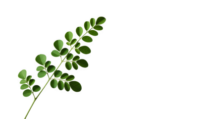 Moringa oleifera branch with green leaves isolated on transparent background