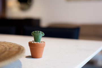 Unique Crested Cactus in Small Terracotta Pot on Clean White Table Surface