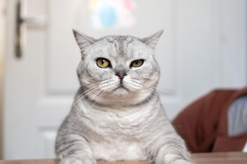 Cat, Grey, Portrait - Close-up portrait of a grey tabby cat with green eyes, looking directly at the camera.
