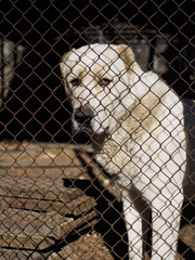 Large old white dog sitting in a big cage, looking out with sad eyes, senior pet behind bars․