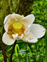 Close-up of a white lotus flower with soft petals and a bright center, captured in natural light. Ideal of themes of purity, spirituality, tranquility, nature and aquatic plants. 
