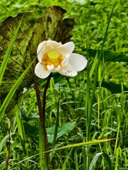 Close-up of a white lotus flower with soft petals and a bright center, captured in natural light. Ideal of themes of purity, spirituality, tranquility, nature and aquatic plants. 