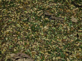 green leaves background