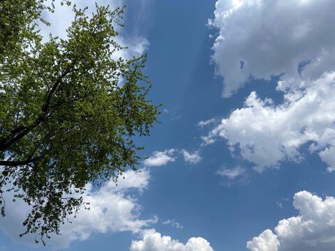 Green tree against sky clouds 