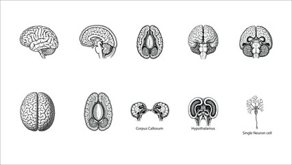 Engraved Vintage Illustration of Brain Parts Anatomy Set