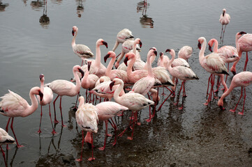 Flamants rose a Swakopmund, Namibie