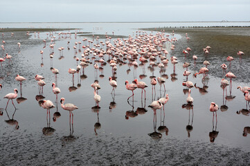 Flamants rose a Swakopmund, Namibie
