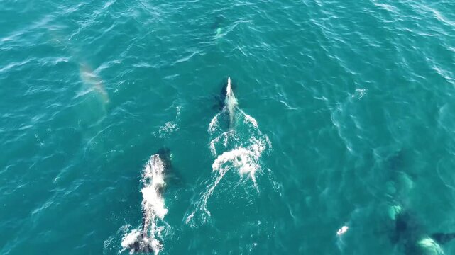 Group of orca killerwhales breathing on the surface of the water, Pacific Ocean, view from above.