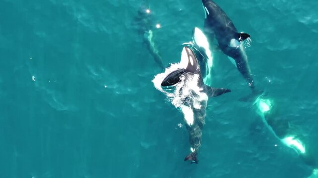 Group of orca killerwhales breathing on the surface of the water, Pacific Ocean, view from above.