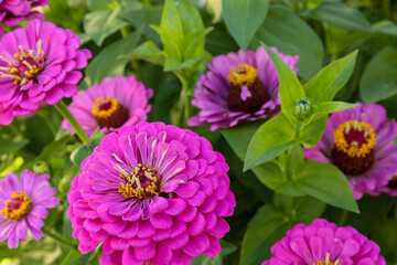 Pink zinnia flowers are a vibrant addition to flower beds in the park.