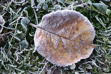 frosted leaf on ground