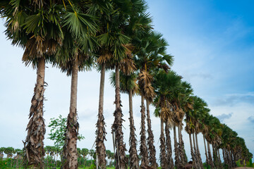 Row of palmyra palm in the rice field and grass with cloud and blue sky background in the countryside ,Thailand.