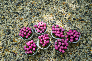 Anacampseros rufescens is pink flowers in a white-potted, small succulent plant blooming on white gravel background. Ornamental plants for decorating in the park.