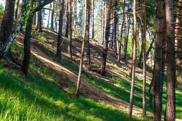 Sunlit pine forest slope with vibrant green grass patches and sandy earth, strong vertical tree trunks create a dramatic woodland scene