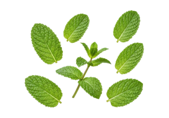 Vibrant fresh green mint leaves and sprig with dew drops, floating on a pristine, shadowless white studio background with copy space, concept of natural culinary freshness
