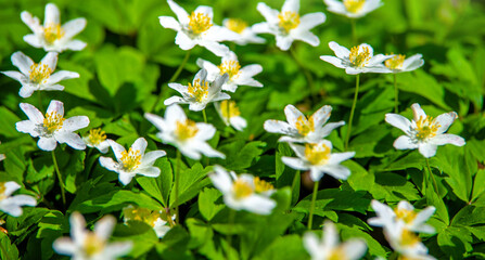 White snowdrops on a forest glade